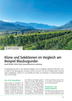 Klone und Selektionen im Vergleich am Beispiel Blauburgunder