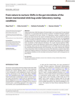 From nature to nurture: Shifts in the gut microbiota of the brown marmorated stink bug under laboratory rearing conditions