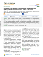 Harnessing Algal Biomass: Superabsorbent and Biostimulant Hydrogels for Seed Germination in Soilless Cultivation
