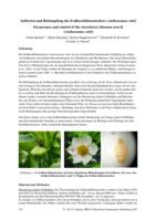 Auftreten und Bekämpfung des Erdbeerblütenstechers (Anthonomus rubi)