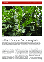 Hülsenfrüchte im Sortenvergleich