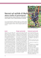 Necrosi sul rachide di Merlot: attacco tardivo di peronospora?