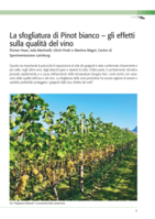La sfogliatura di Pinot bianco – gli effetti sulla qualità del vino