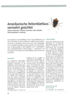 Amerikanische Rebenblattlaus vermehrt gesichtet