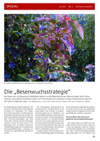 Die Besenwuchsstrategie