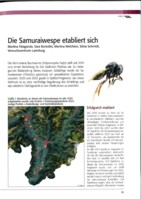 Die Samuraiwespe etabliert sich