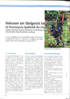 Nekrosen am Stielgerüst bei Merlot Ist Peronospora-Spätbefall die Ursache?