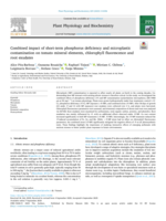 Combined Impact of Short-Term Phosphorus Deficiency and Microplastic Contamination on Tomato Mineral Elements, Chlorophyll Fluorescence and Root Exudates