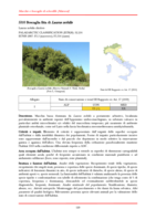 5310 Boscaglia fitta di Laurus nobilis
