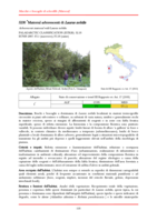 5230* Matorral arborescenti di Laurus nobilis