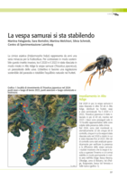 La vespa samurai si sta stabilendo