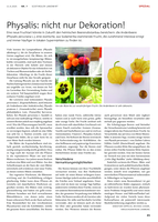 Physalis: nicht nur Dekoration