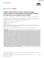 Volatile 2‐Phenylethanol and β‐Cyclocitral Trigger Defense‐Related Transcriptional and Metabolic Changes in Grapevine Leaves Against Downy Mildew