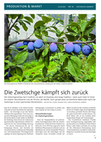 Die Zwetschge kämpft sich zurück