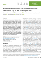 Brassinosteroids control cell proliferation in the lateral root cap of the Arabidopsis root