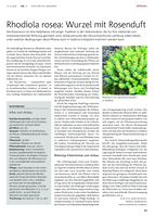 Rhodiola rosea: Wurzel mit Rosenduft