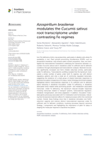 Azospirillum brasilense modulates the Cucumis sativus root transcriptome under contrasting Fe regimes