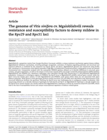 The genome of Vitis vinifera cv. Mgaloblishvili reveals resistance and susceptibility factors to downy mildew in the Rpv29 and Rpv31 loci